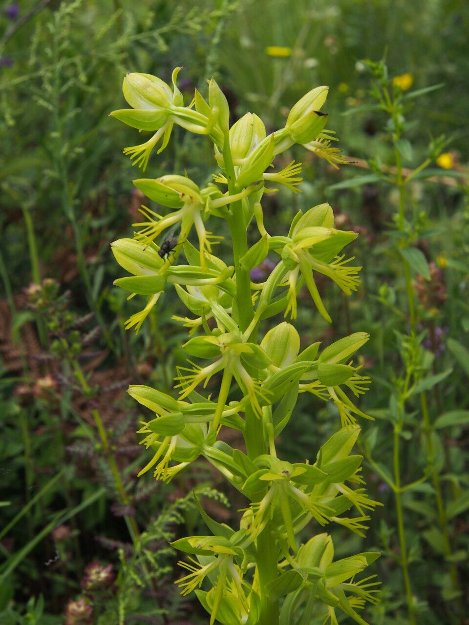 Habenaria pectinata habit