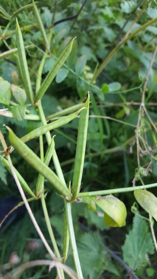 Vicia grandiflora fruit