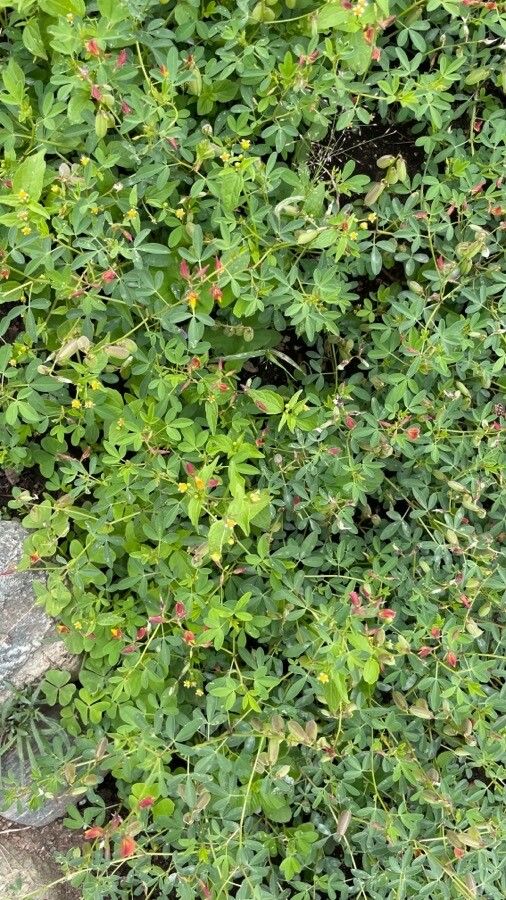 Crotalaria pumila — soil improver houseplant