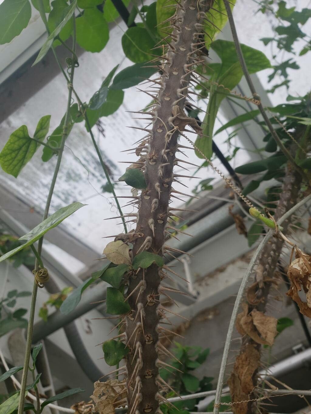 Euphorbia hofstaetteri bark