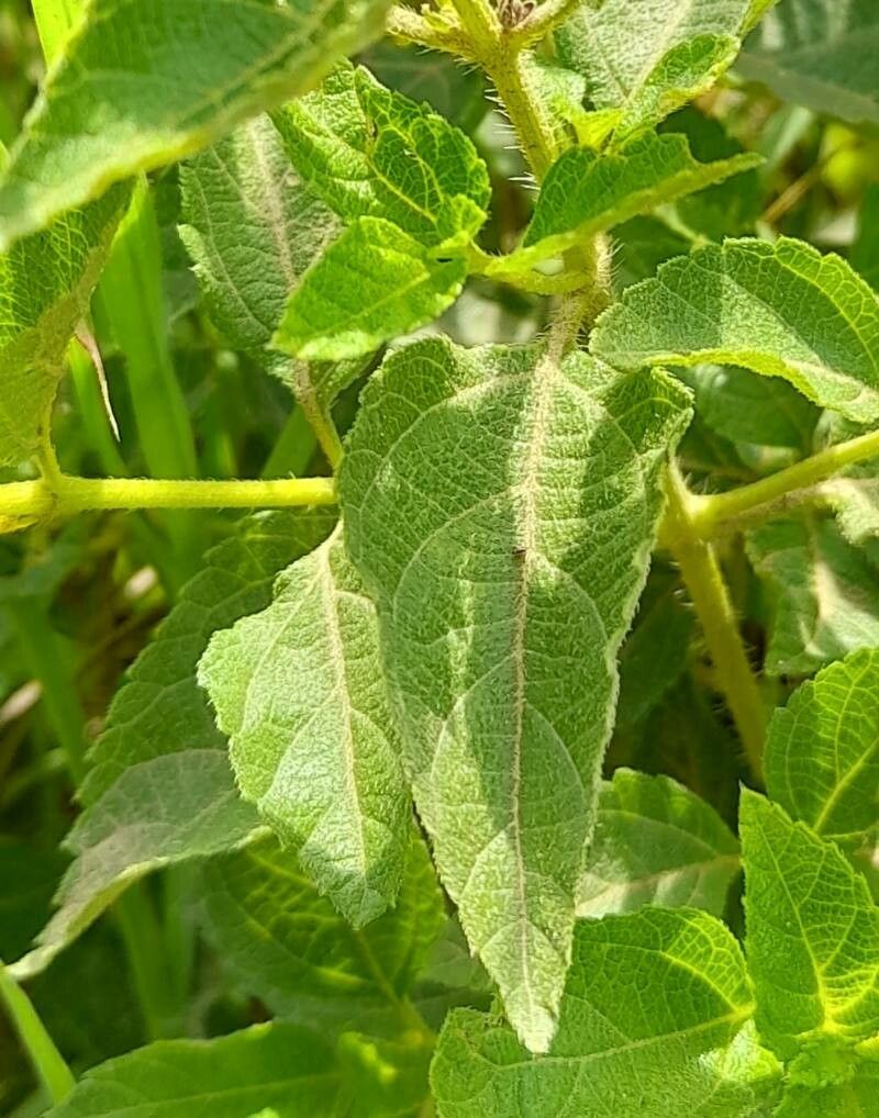 Lantana involucrata leaf