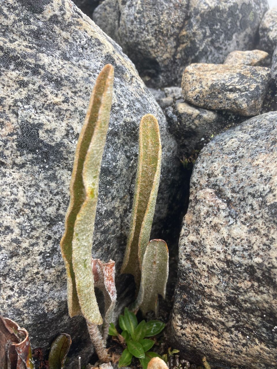 Elaphoglossum engelii — houseplant care guide