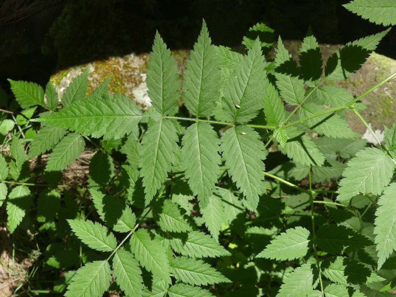 Rubus fraxinifolius leaf