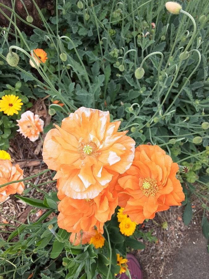 Papaver rupifragum flower
