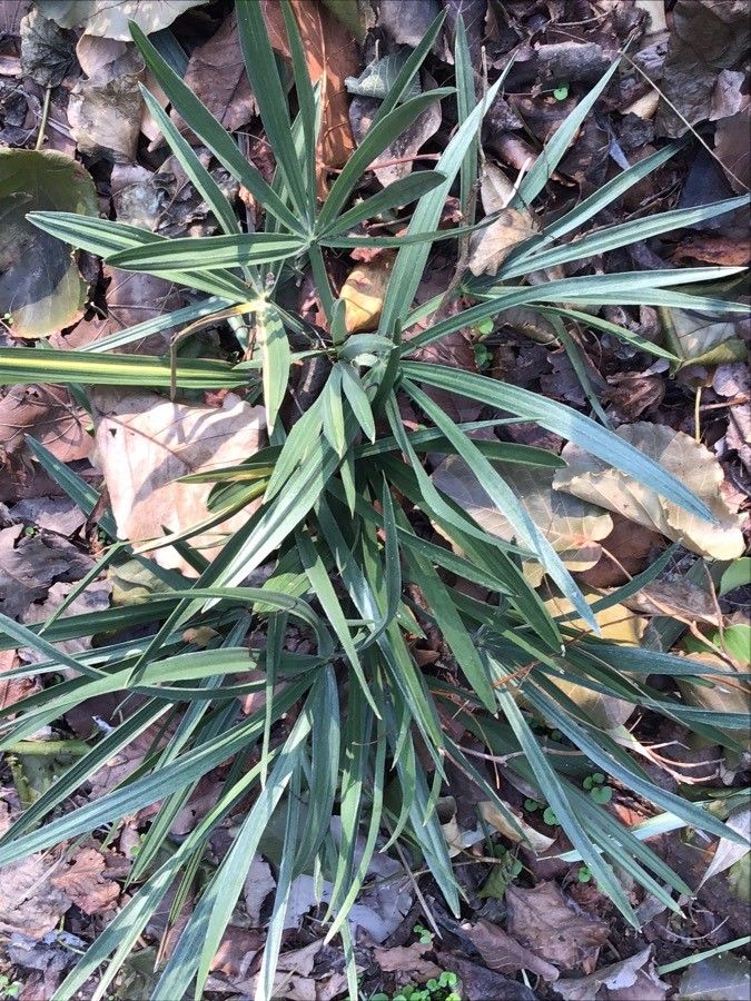 Trithrinax schizophylla leaf