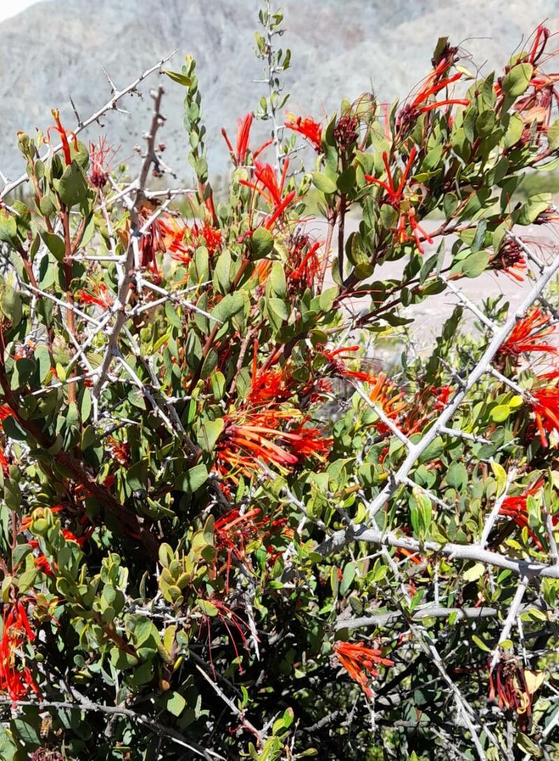 Tristerix verticillatus habit