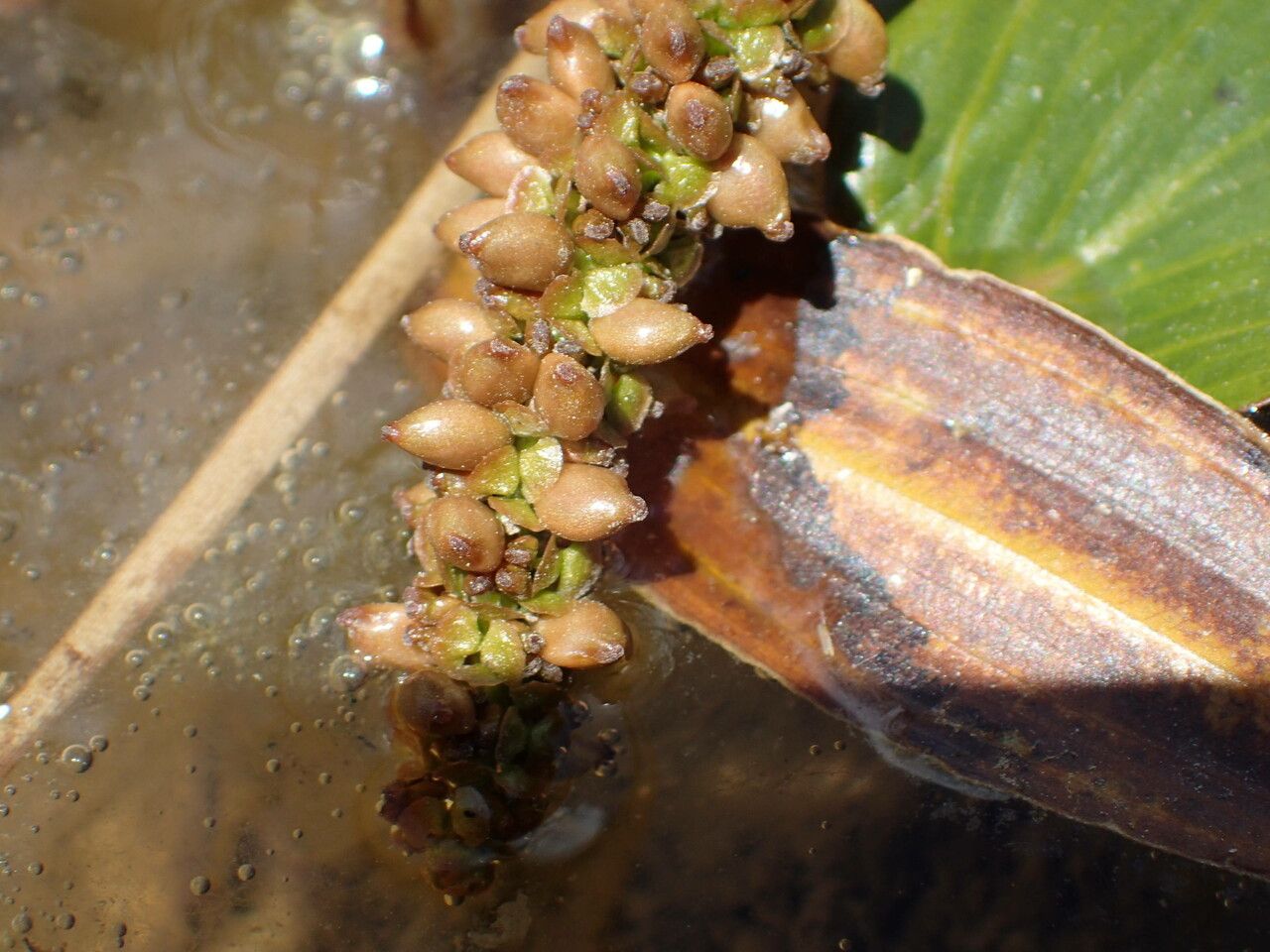 Potamogeton natans fruit