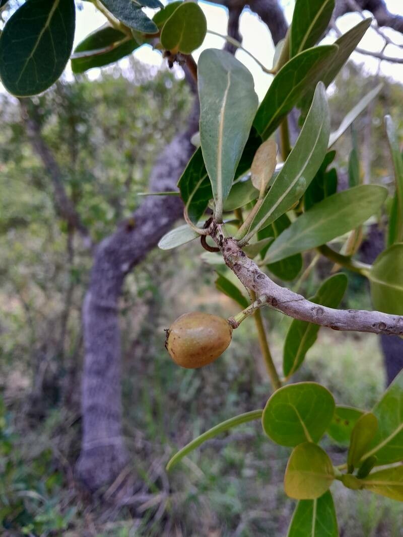 Uapaca bojeri fruit