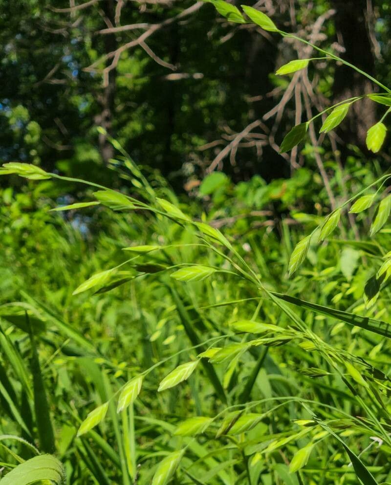 Bromus latiglumis — search result for 'Bromus'