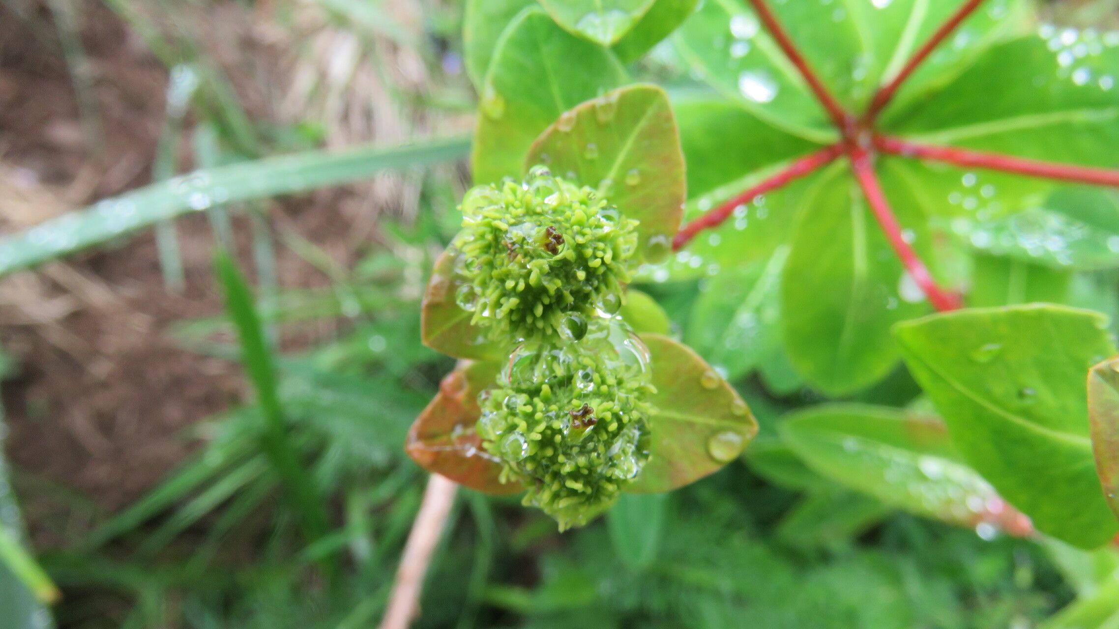 Euphorbia hyberna flower