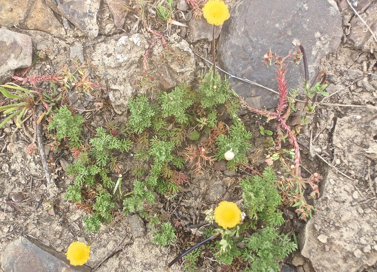 Cotula anthemoides habit