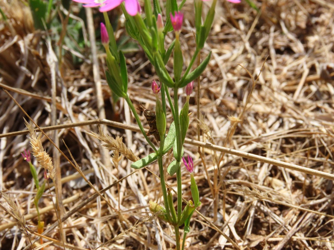 Centaurium tenuiflorum bark