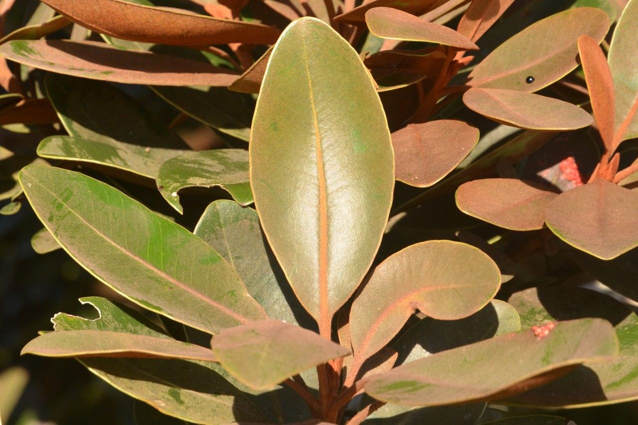 Sideroxylon puberulum — houseplant care guide