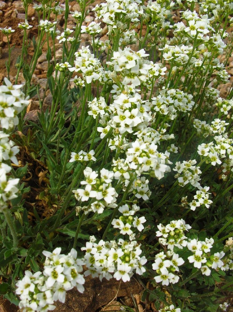 Draba incana habit