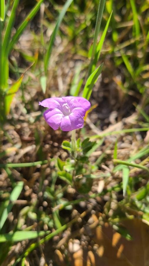 Ruellia parryi — search result for 'Ruellia'