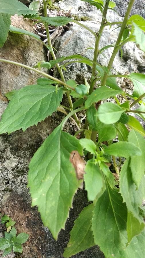 Trachelium caeruleum leaf