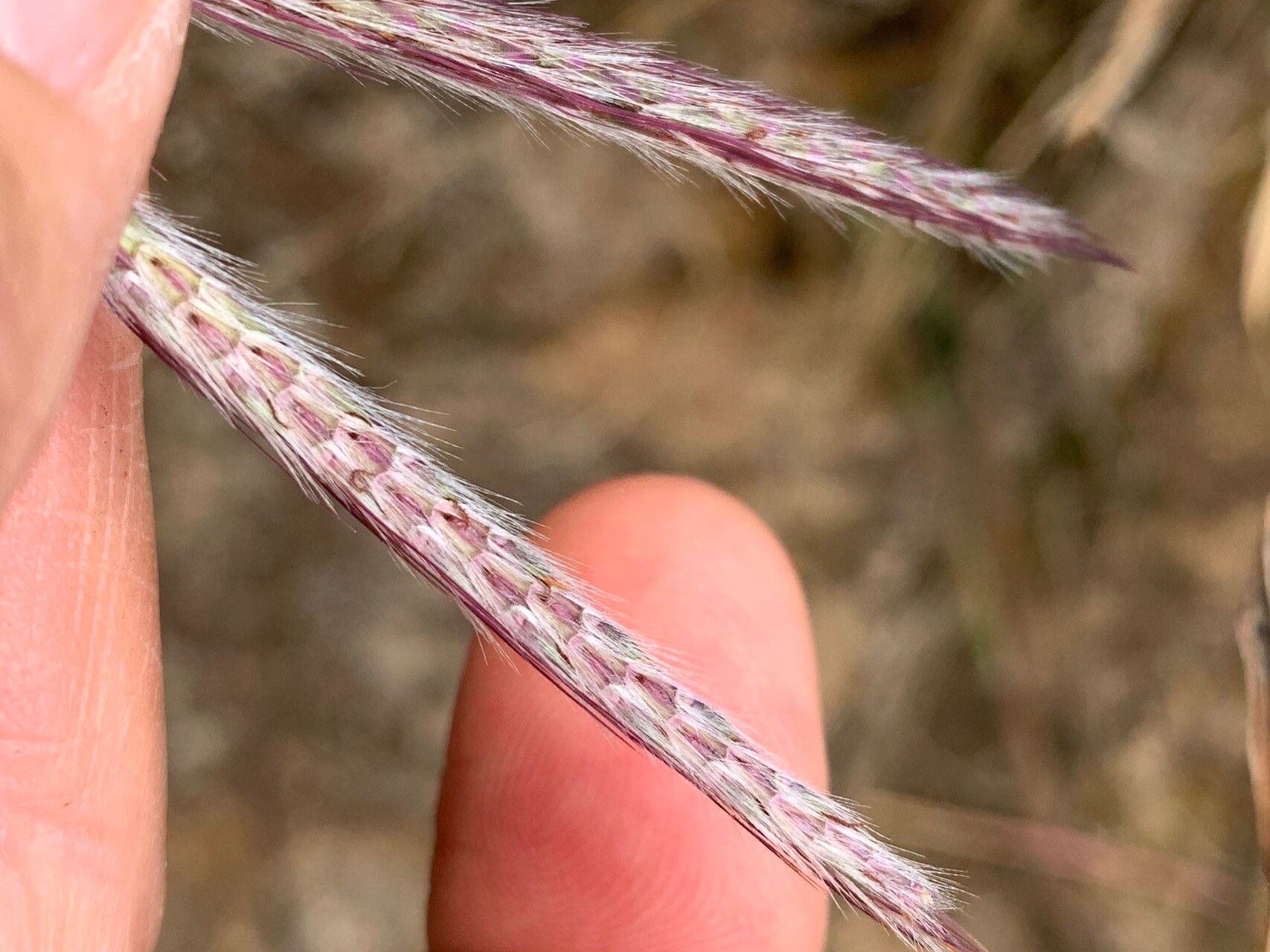 Ischaemum koleostachys flower