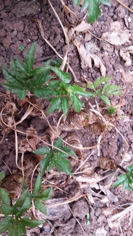 Arracacia xanthorrhiza bark