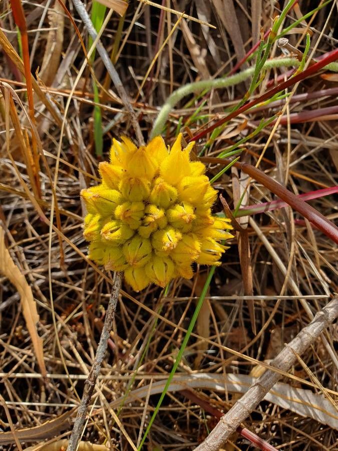 Conostylis candicans flower