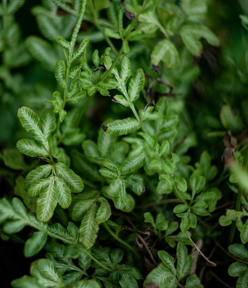 Pteris parkeri — sleep aid houseplant
