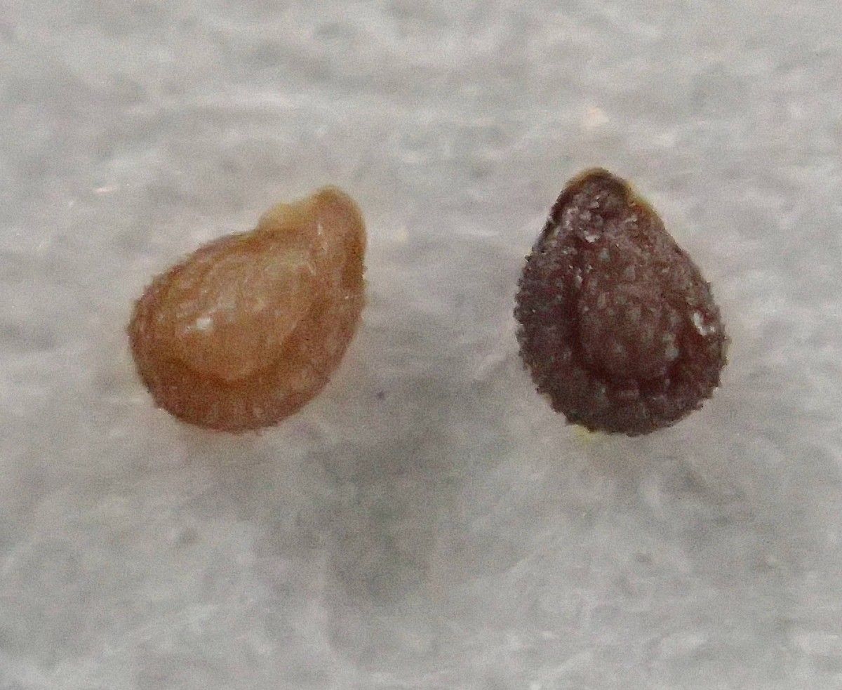 Spergularia nicaeensis other