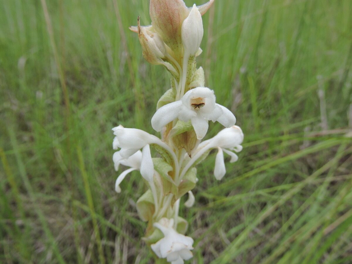 Satyrium buchananii flower