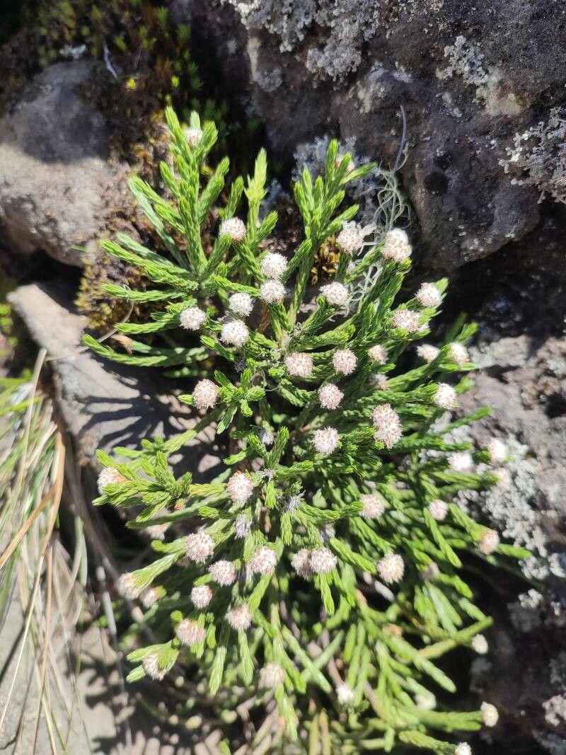 Eriothrix lycopodioides — houseplant care guide