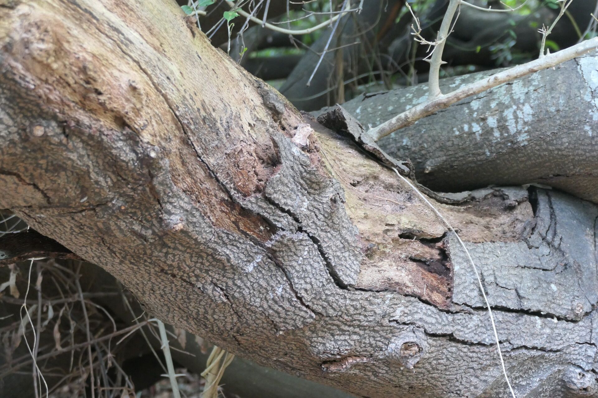 Brabejum stellatifolium bark