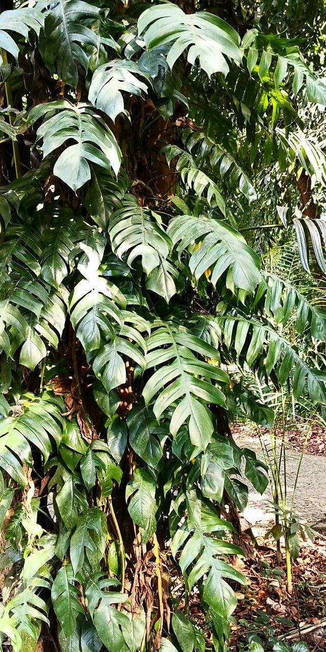 Rhaphidophora crassicaulis habit