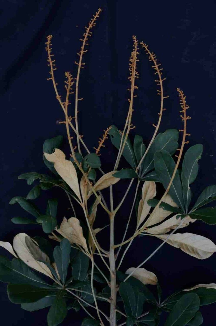 Schefflera vinosa — search result for 'Schefflera'