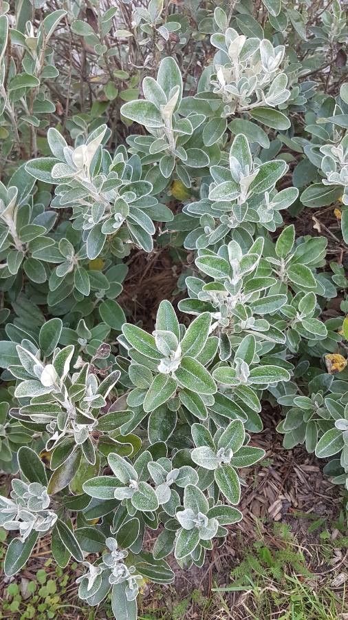 Senecio greyii fruit