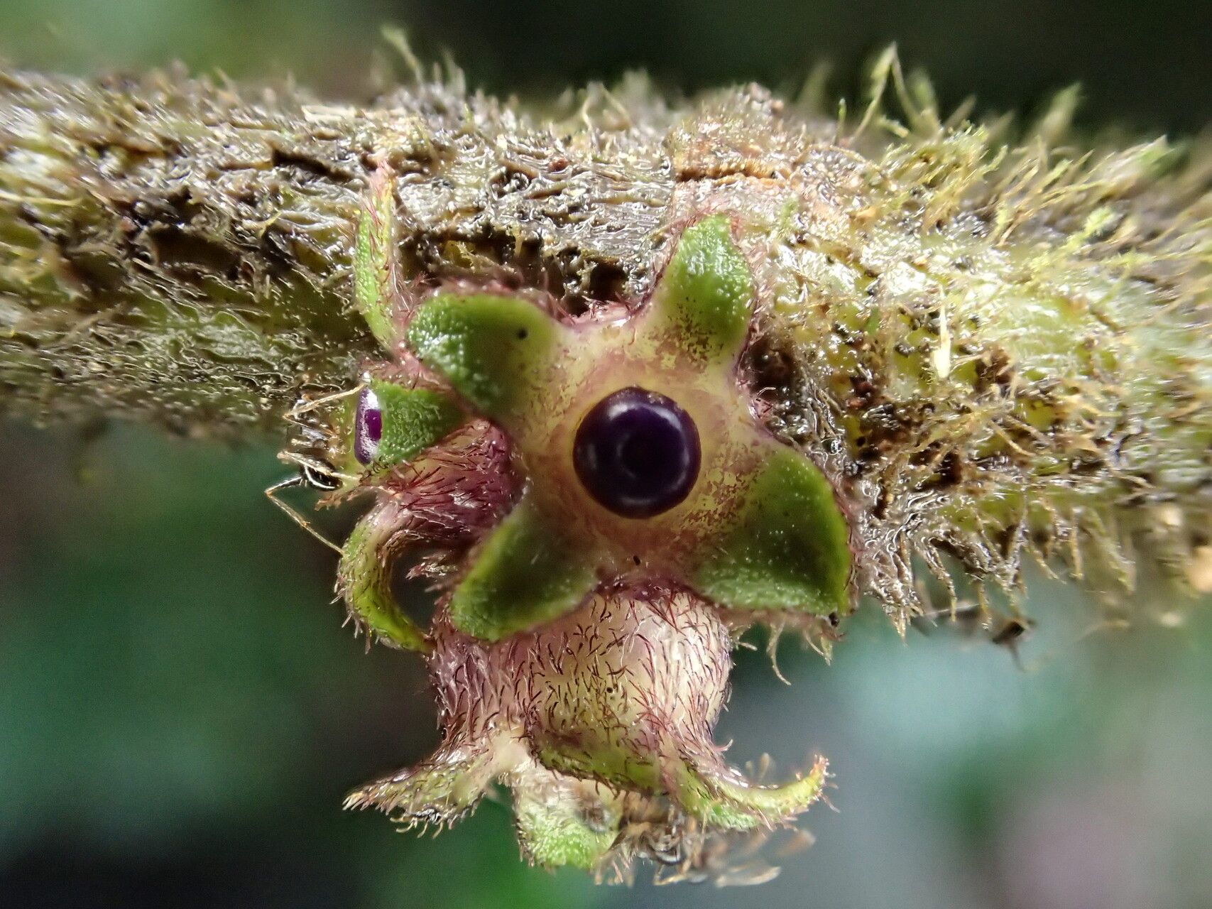 Hexalobus salicifolius fruit