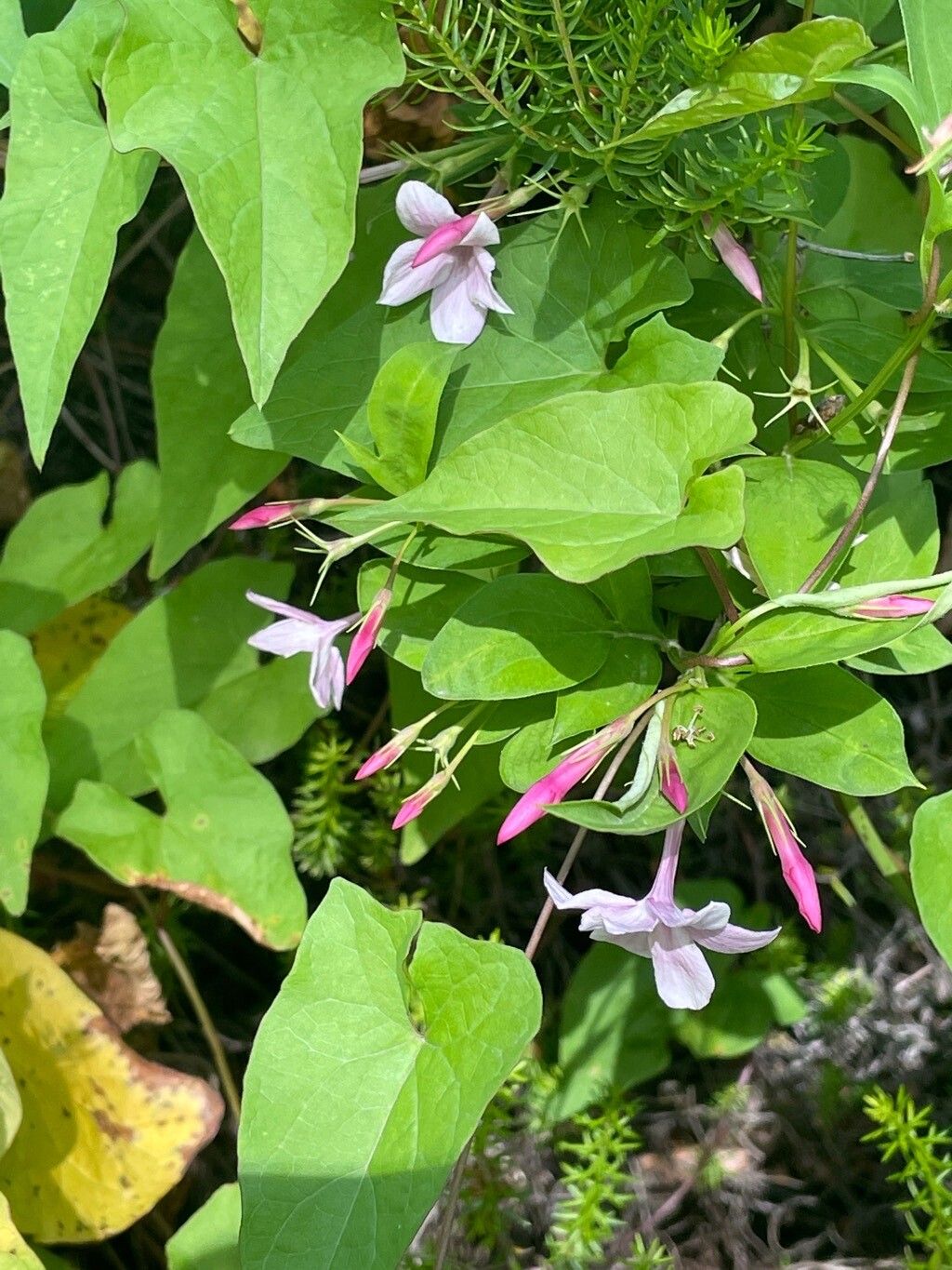 Jasminum × stephanense — houseplant care guide