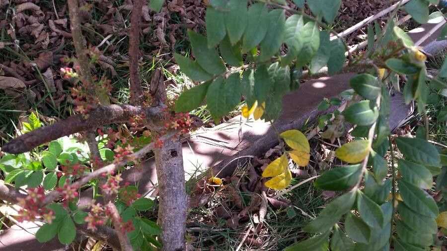 Spondias purpurea flower