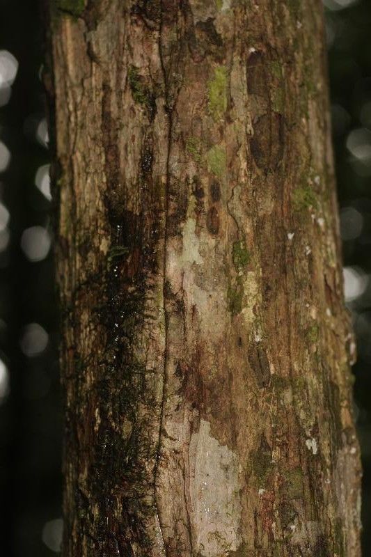 Eschweilera congestiflora bark