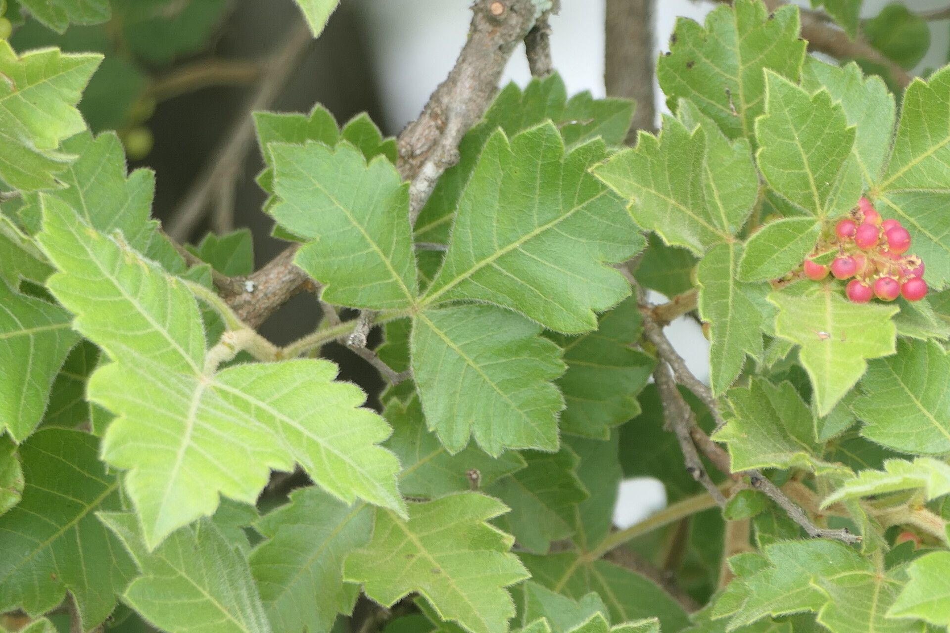 Searsia dentata — houseplant care guide