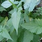 Agastache foeniculum