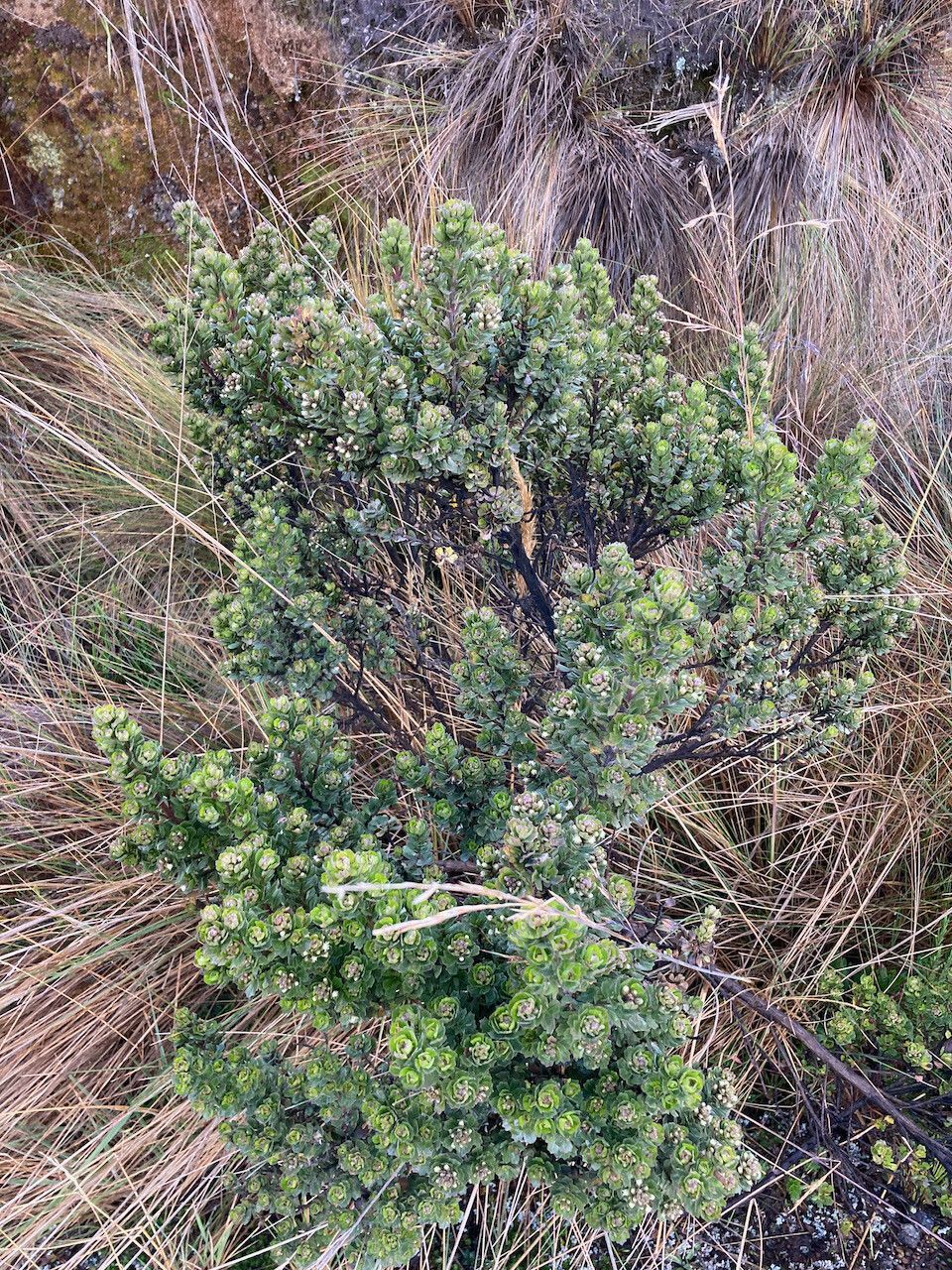 Baccharis tricuneata habit