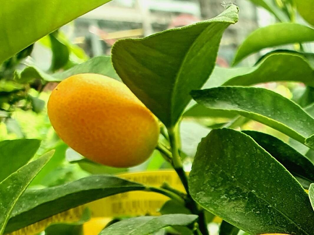 Fortunella japonica leaf