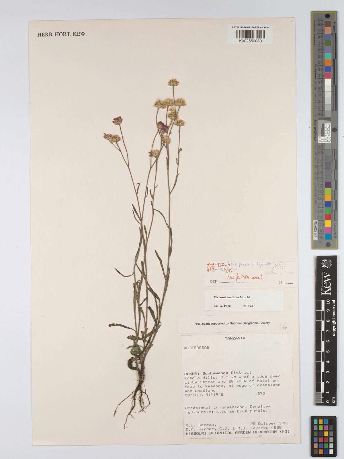 Vernonia ianthina — houseplant care guide