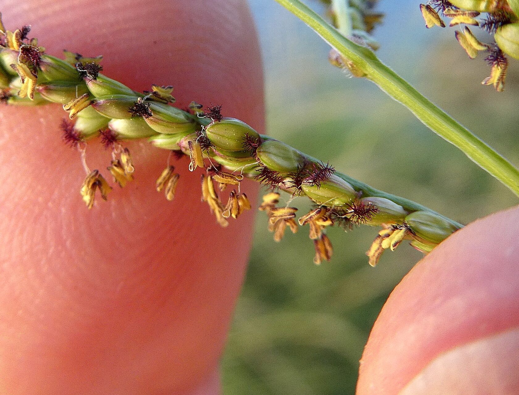 Paspalum pleostachyum flower