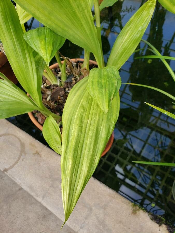 Phaius tankervilleae leaf