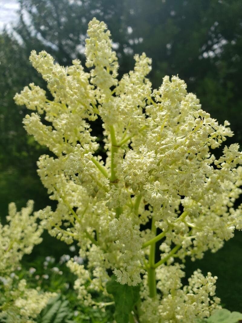 Rheum rhabarbarum flower