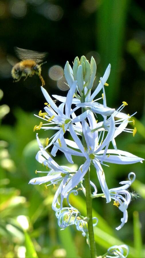 Camassia scilloides flower
