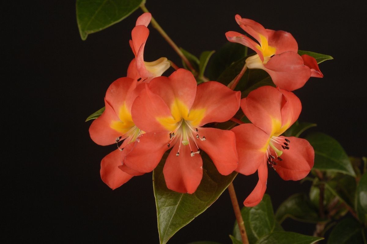 Rhododendron wentianum — houseplant care guide