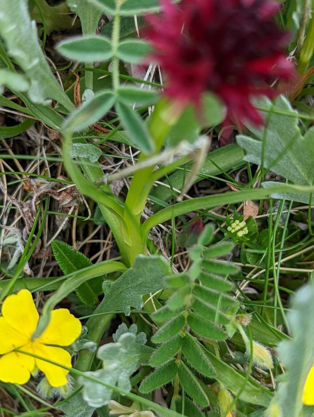 Gymnadenia nigra — search result for 'Sweden'