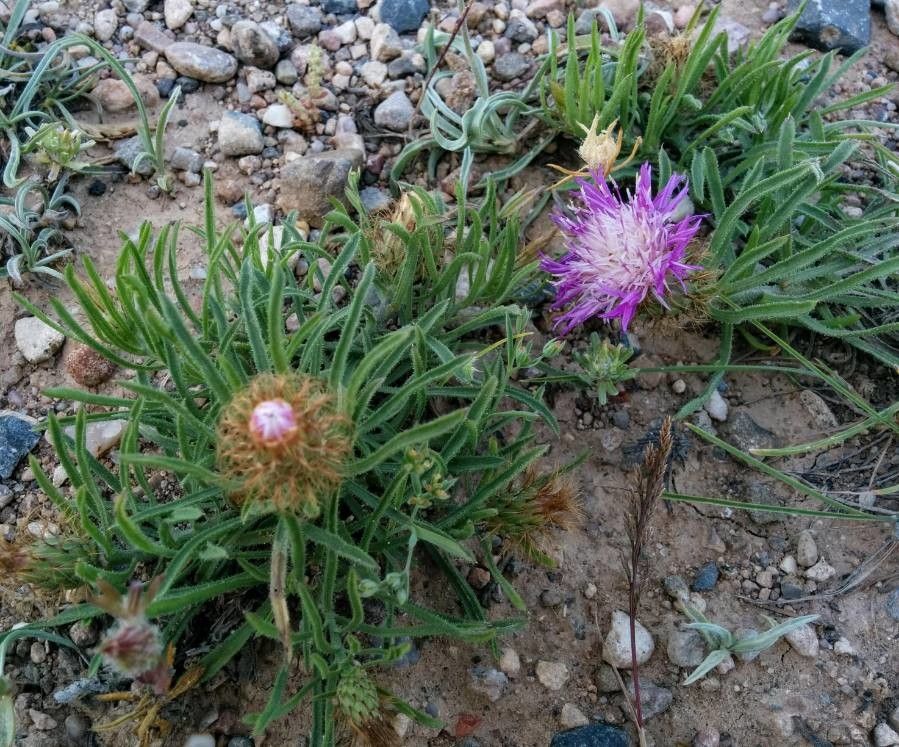 Centaurea linifolia flower