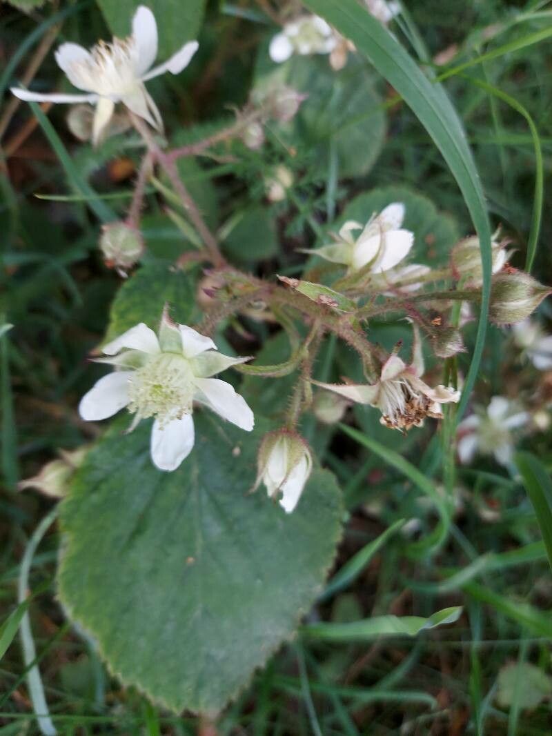 Rubus pedemontanus flower