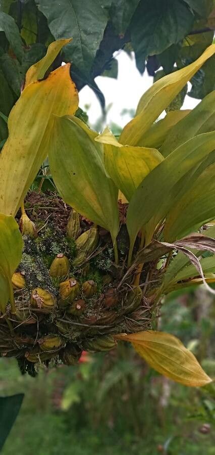 Stanhopea wardii — search result for 'Nicaragua'