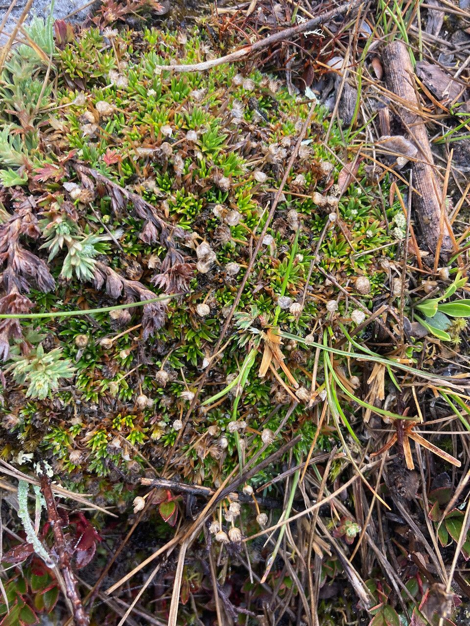 Paepalanthus pilosus habit